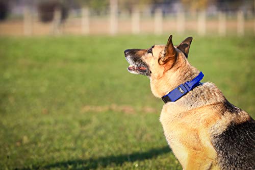 Julius-K9 Collar Color & Gray con la manija, la cerradura de seguridad y el remiendo intercambiables, 40 mm (38-53 cm), Azul-Gris