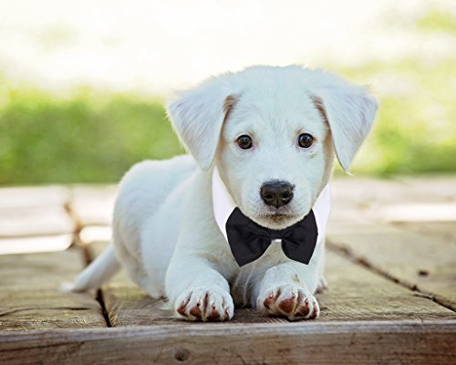 Juvale Tuxedo Costume Necktie for Small and Medium Sized Pets - Black and White, Fits Pets Up To 15.35 Inches in Girth