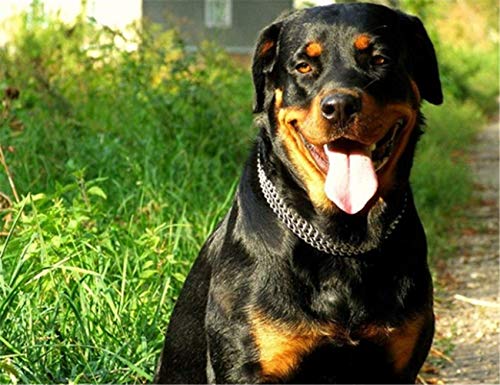 JWPC Collar de Cadena para Perro, de Hierro, Doble Cadena, para Perros pequeños, medianos y Grandes