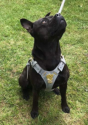 M&D - Arnés de Piel para Perro (tamaño Grande), diseño de Cabeza de Bullterrier de Staffordshire Bullterrier y Nudo