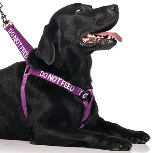 No alimentar (perro está en una dieta o tiene alergias alimentarias), arnés para perro con código de color morado antitirones L-XL evita accidentes por advertencia a otros de su perro en adelante.