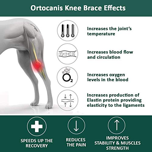 Ortocanis Protector de Rodilla - Talla S - Derecha