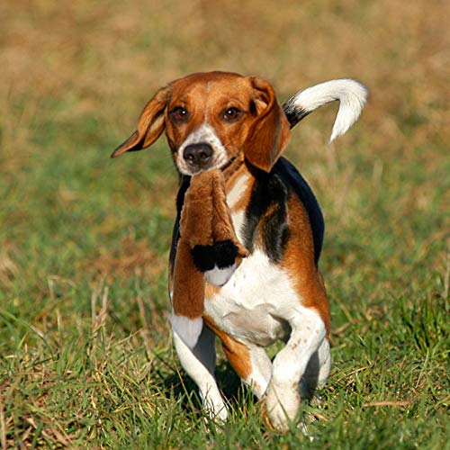 PDTO Juguete para perro sin relleno, juego de juguetes para masticar con ardilla mapache y zorro de peluche para perros pequeños y medianos, 3 paquetes, 46 cm