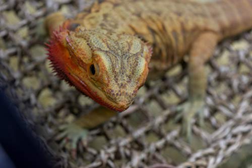 Penn-Plax Lagarto Tumbona, 100% Fibras de Junco Marino Natural para Anoles, Bearded Dragons, Geckos, Iguanas, y ermitaño Crabs Triangular 10 x 12 cm