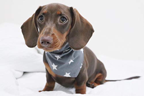 Pet Pooch Boutique Star Bandana para Perro, Extra pequeño/Gris, XS