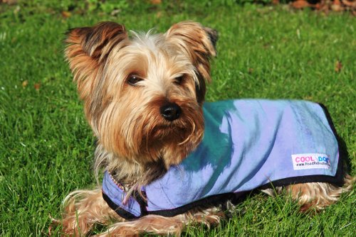 Prestige Cool Coat - Abrigo para Perros, Talla XS, Color Azul