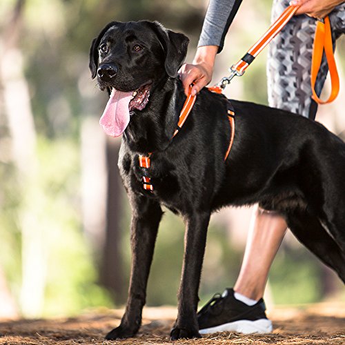 Rogz Utility - Arnés Reflectante para Perros (Talla XL, 2,5 cm, Ajustable)