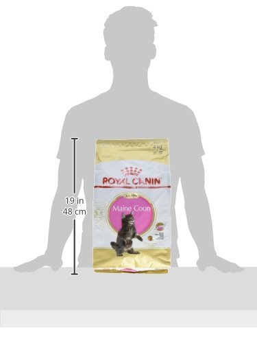 Royal Canin Comida para gatos Kitten Maine Coon 4 Kg