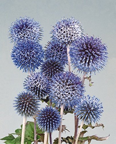 Semillas de azurite- Echinops Ritro – 2 gramos