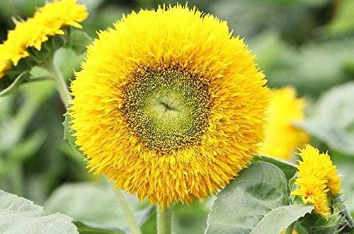 Semillas de girasol 20 / paquete (Helianthus annus) Jardín orgánico sin OGM Semillas de flores Sunny Sun Semillas polinizadas abiertas para plantar (girasol de oso de peluche)