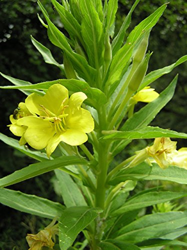 Semillas de onagra (oenothera biennis), 2 gramos