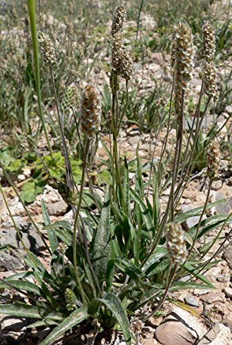 Semillas de plantago ovata, 5 gramos.