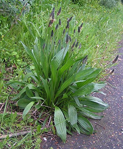 Semillas de Plantain Hastata, Plantago lanceolata 5 gramos