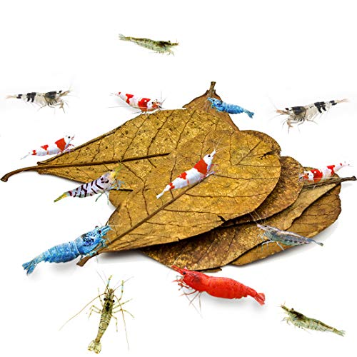 Sungrow Catappa Shrimp Leaves, 18-23 Cm, Proporciona Refugio Y Alimento, Fuente Adicional De Nutrición, Perfecta Para Empollar Y Esconderse, Hojas De Catappa Horneadas Al Sol, Paquete De 10