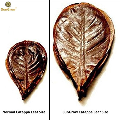 Sungrow Catappa Shrimp Leaves, 18-23 Cm, Proporciona Refugio Y Alimento, Fuente Adicional De Nutrición, Perfecta Para Empollar Y Esconderse, Hojas De Catappa Horneadas Al Sol, Paquete De 10