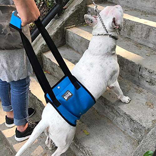 Tineer Arnés para Levantar Perros para Perros de Edad Avanzada o discapacitados - Soporte Sling Ayuda Posterior Piernas débiles Levántese, camine, suba escaleras (S, Azul)