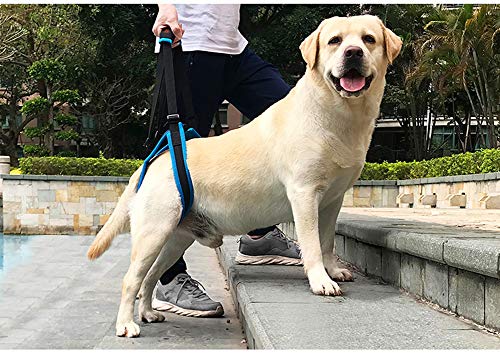 Tineer Dog Lift Arnés para piernas traseras Soporte para Mascotas Arnés Cabestrillo Trasero Ayuda Piernas débiles Levántate Soporte Arnés de Equilibrio para Artritis Rehabilitación Perros (L)