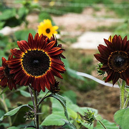 XINDUO Ornamentales para balcón, Jardín,Semillas de Flores de Girasol púrpura-100 cápsulas,Semillas de Flores Balcones