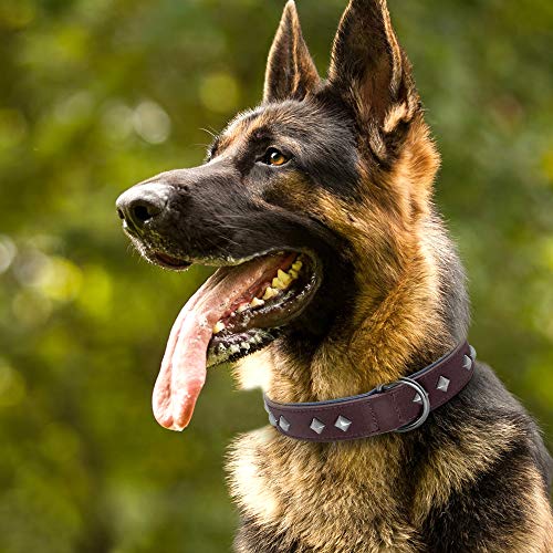 YXDZ Collar De Perro De Cuero Ajustable Remache De Clavos con Tachuelas Collares De Perro Acolchado para Perros Medianos Grandes Entrenamiento para Caminar De Pastor Alemán