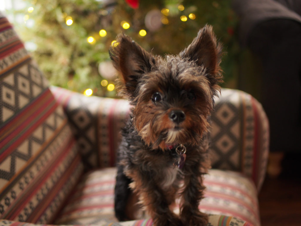 7 Mejores alimentos para perros para alimentar a un adulto y a un cachorro de yorkipoo