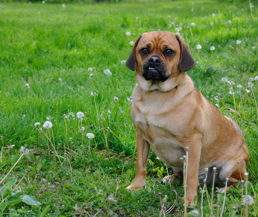 7 mejores champús Puggle del mercado