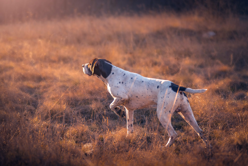 8 mejores alimentos para alimentar a un perro de caza