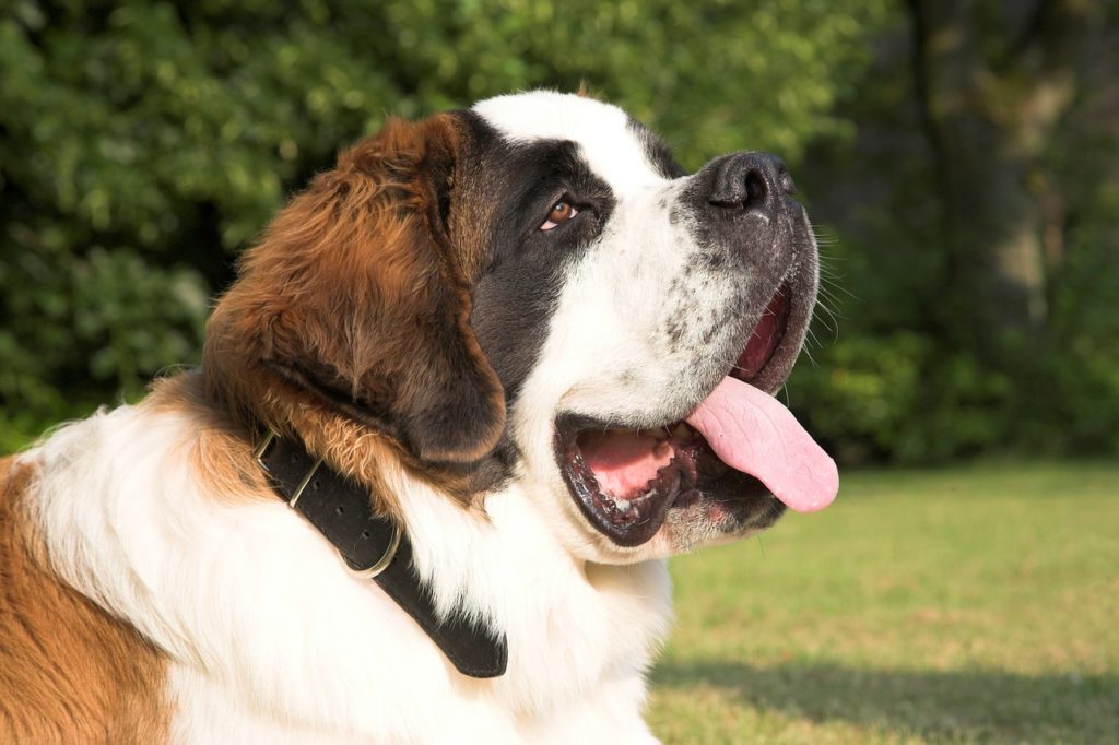 9 Mejores alimentos para alimentar a un adulto y a un cachorro San Bernardo