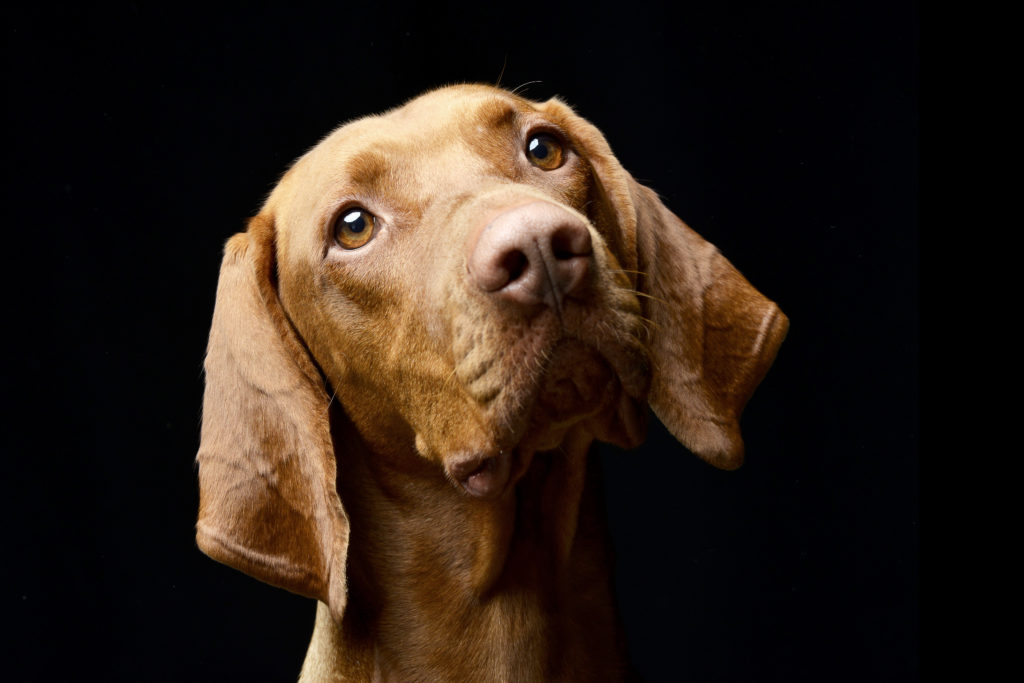 9 mejores alimentos para alimentar a un adulto y un cachorro Vizsla o braco húngaro