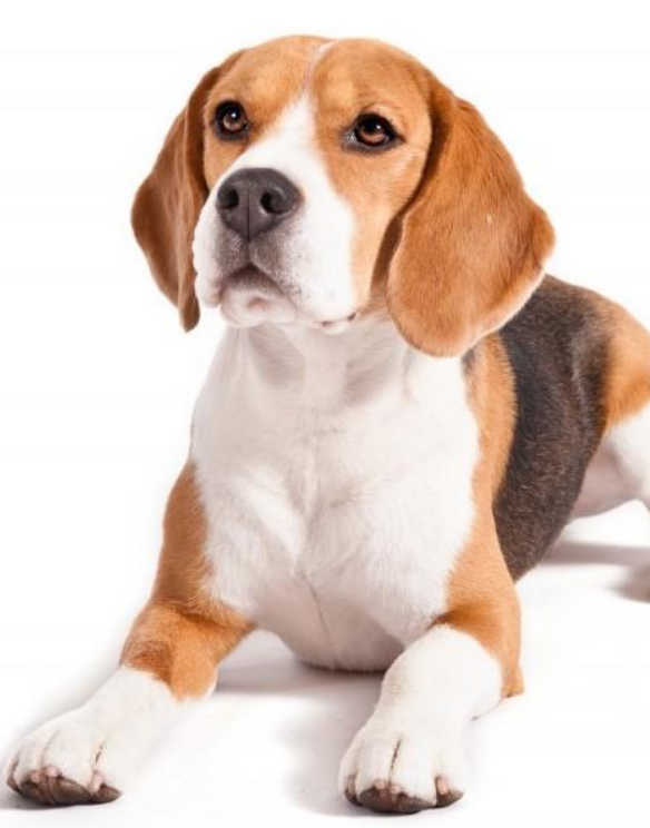 6 mejores champús de Beagle en el mercado