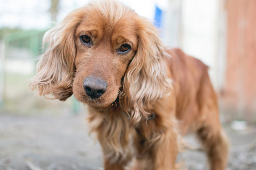 Características de la raza Cocker Spaniel Inglés y datos divertidos