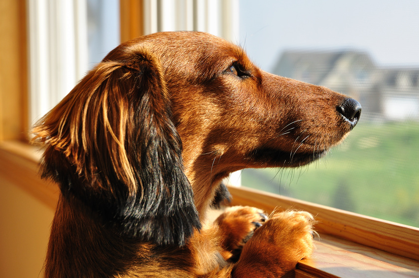 Características de la raza de perro salchicha y datos divertidos