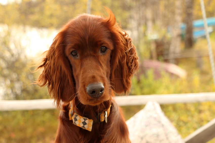 Características de la raza de perro Setter irlandés y datos divertidos