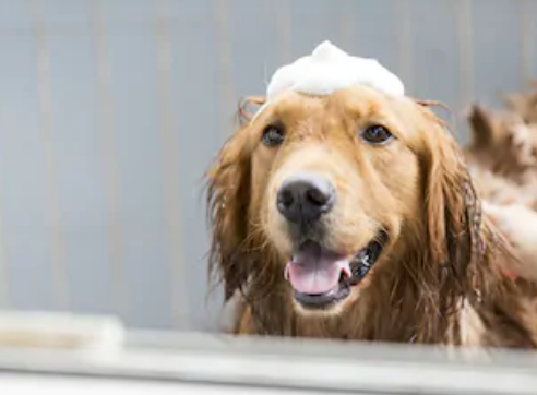 Mejor champú para la caspa de perro