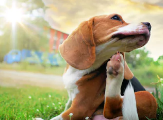 El mejor champú para perros para el picor