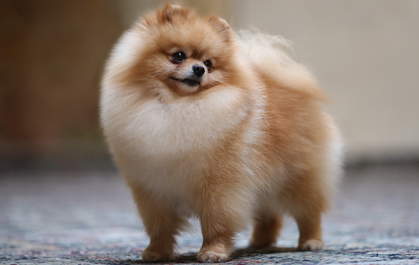 6 mejores champús para un pomerania