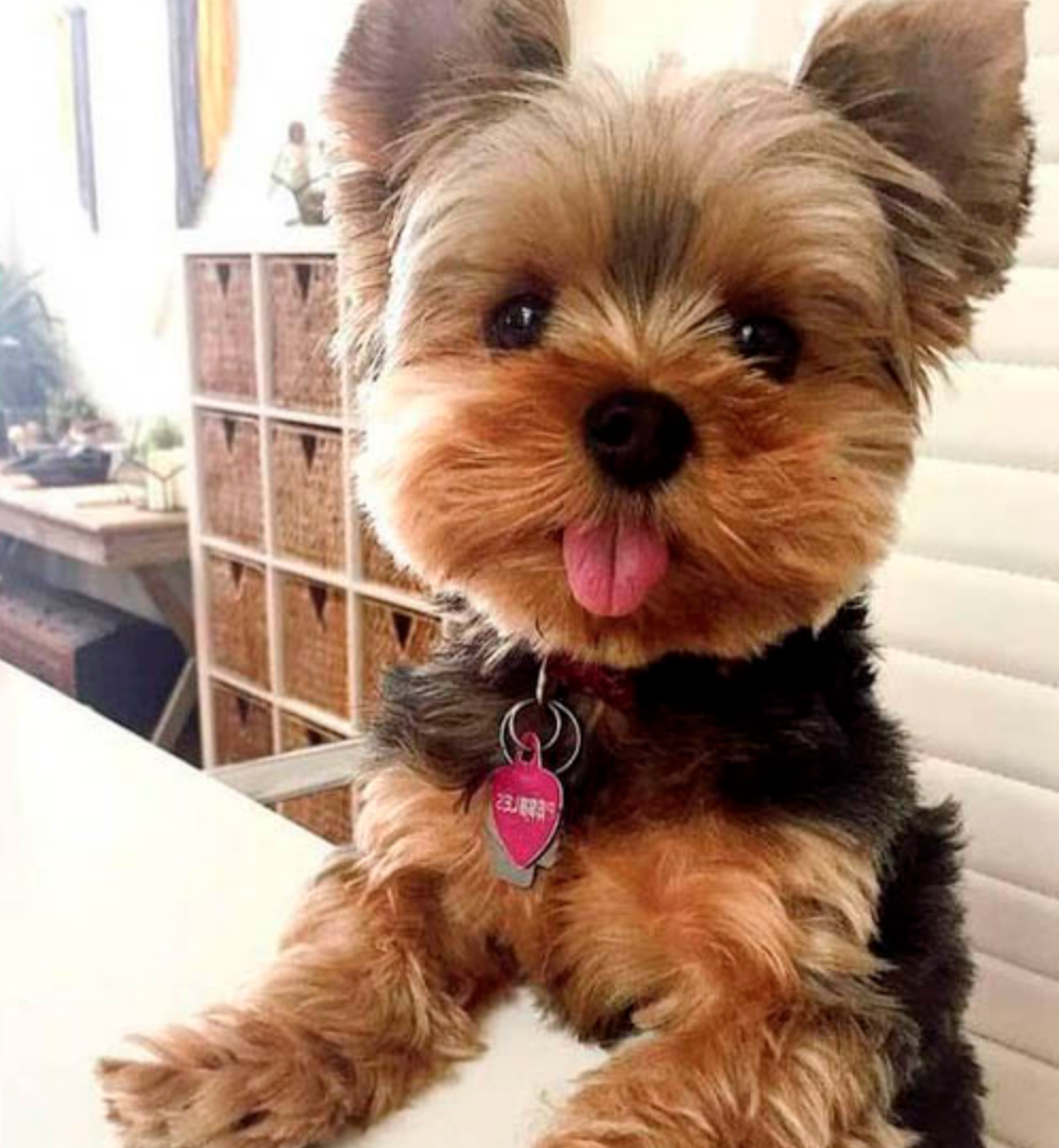 6 champús para alergias para Yorkie