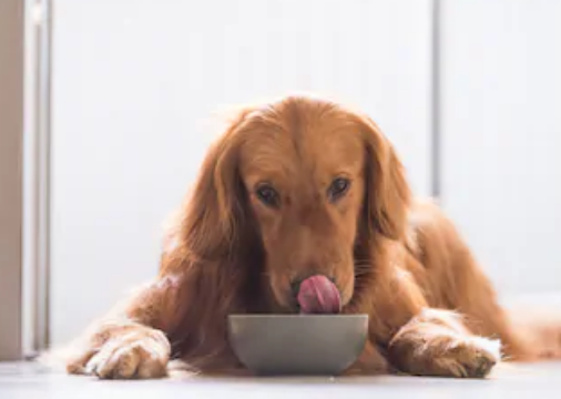 El mejor alimento para perros que se desprenden de la piel