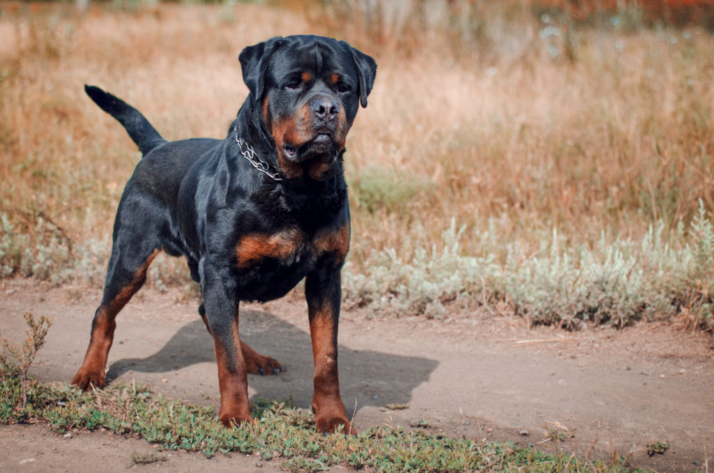 Los 7 mejores piensos para alimentar a tu Rottweiler adulto y cachorro