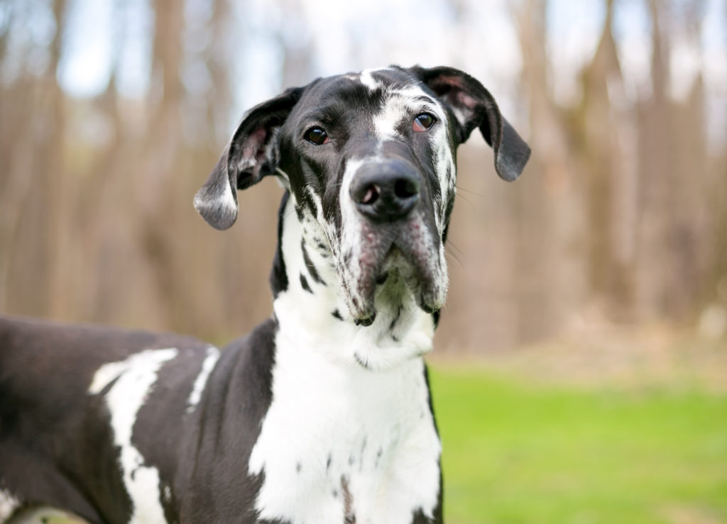 Los 7 mejores alimentos para un gran danés adulto y un cachorro de gran danés