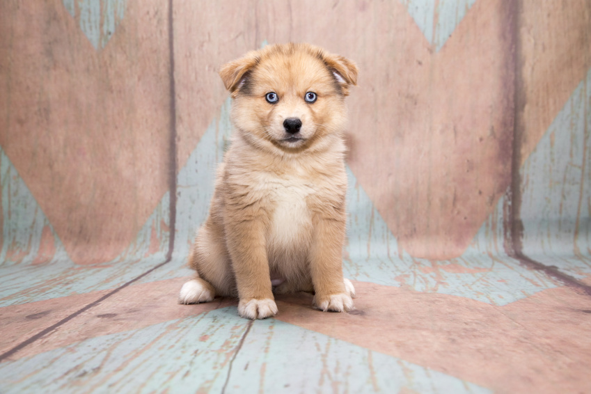 Perfil de la raza Pomsky, datos curiosos y problemas de salud comunes