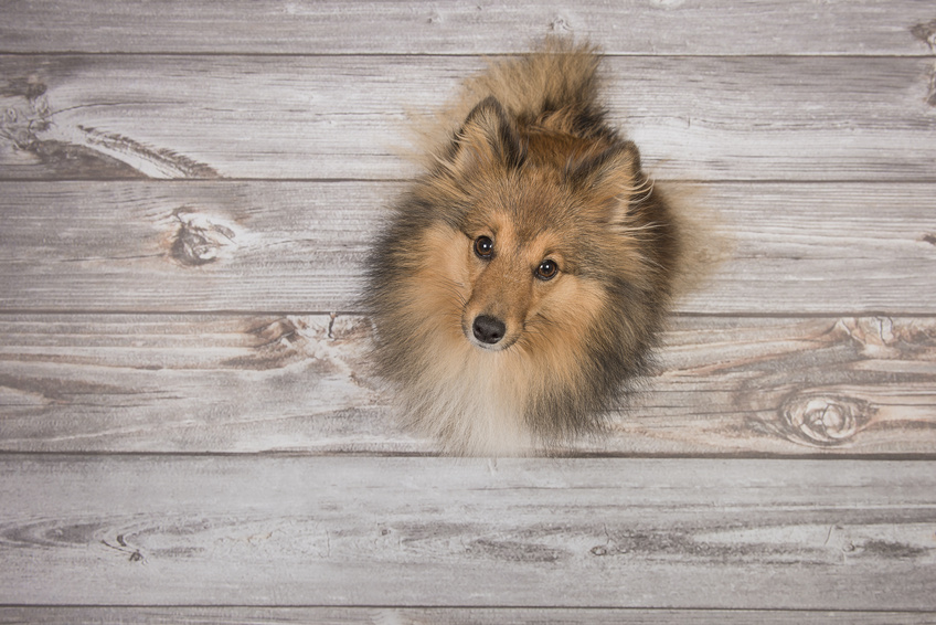 Perfil de la raza Shetland Sheepdog, características y hechos divertidos