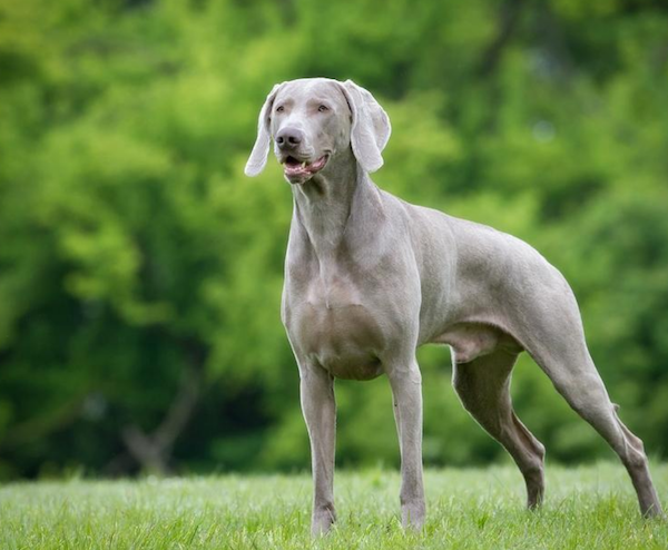 Los 9 alimentos más importantes que recomendamos para alimentar a su cachorro o a su Weimaraner adulto