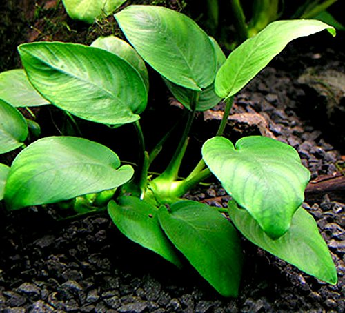 25 plantas de acuario vivas/9 tipos diferentes - Espadas amazónicas, Anubias, helecho Java, Ludwigia y mucho más! Gran muestra de plantas para tanques de 10 a 15 galones