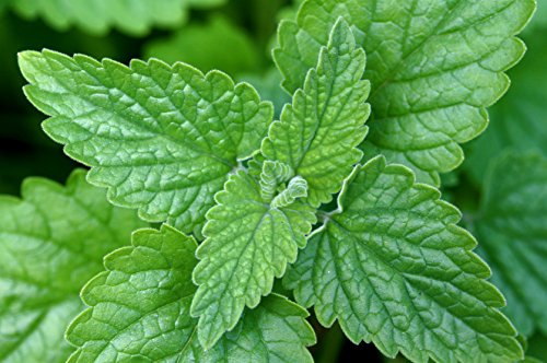 300 Semillas de Hierbas para Gatos, menta gatuna (Nepeta Cataria)