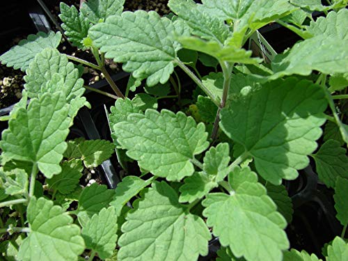 300 Semillas de Hierbas para Gatos, menta gatuna (Nepeta Cataria)