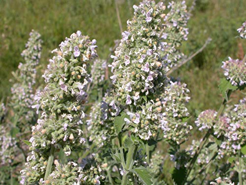 300 Semillas de Hierbas para Gatos, menta gatuna (Nepeta Cataria)