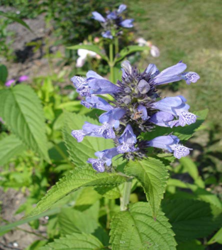 300 Semillas de Hierbas para Gatos, menta gatuna (Nepeta Cataria)