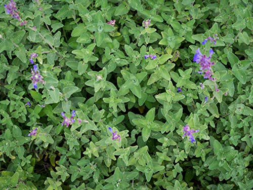 300 Semillas de Hierbas para Gatos, menta gatuna (Nepeta Cataria)