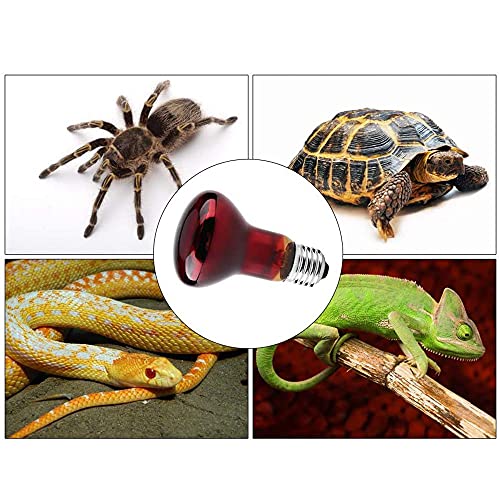 ANCLLO 2 bombillas de calefacción para reptiles, lámpara de calor infrarroja duradera, bombilla de luz de calentamiento, luz roja para mascotas para reptiles y lagartos anfibios, 220-240 V (50 W)