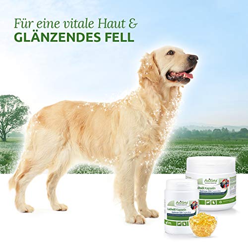 AniForte Cápsulas de aceite de salmón para perros y gatos 200 – Son un valioso aceite de pescado Omega-3 para el metabolismo y la formación de huesos, suplemento de BARF, vitaminas